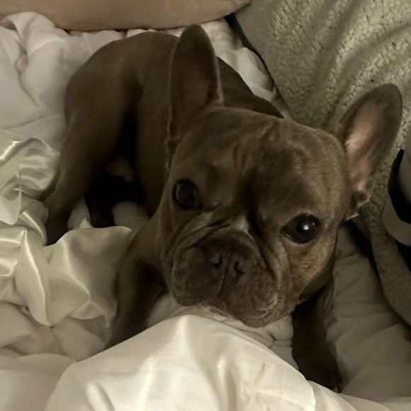 meet Stitch, the stud 🐾 - Picture 12 of 12